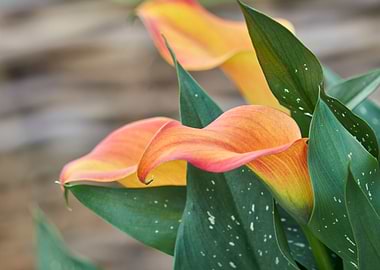 colored calla lily in the