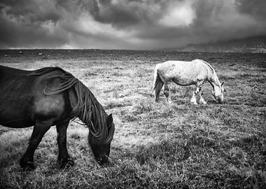 Wild Horses 02
