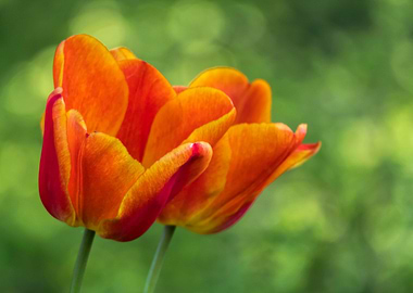 tulip flower in spring in