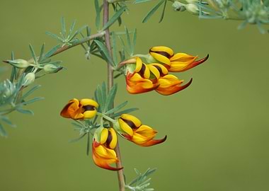 Lotus flower in bloom in t