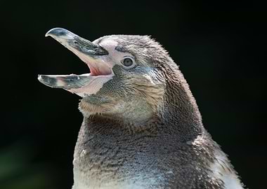 humboldt penguin walking o