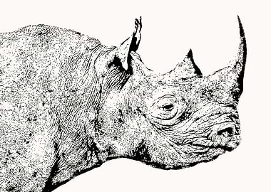 Black Rhino Head in Profile