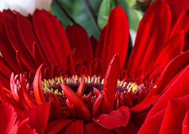 Red Dahlia 1