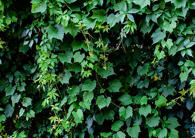 Green Ivy Covered Wall