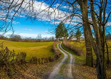Oak forest curved road