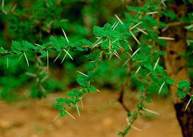 Acacia tree leaves