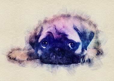 Pug puppy Sketch