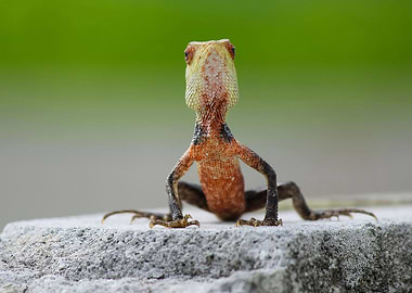 oriental garden lizard