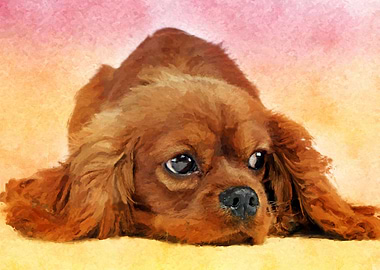 King Charles Spaniel
