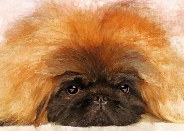 Pekingese puppy