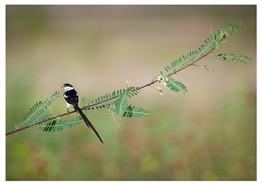 Pin-tailed Whydah