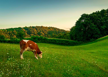 Cow grazing summer meadow