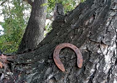 Old Lucky Horseshoe