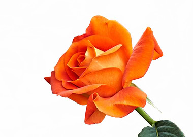 isolated roses in bloom