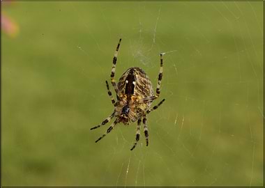 spider