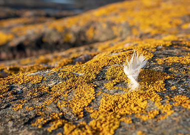 lichen and feather
