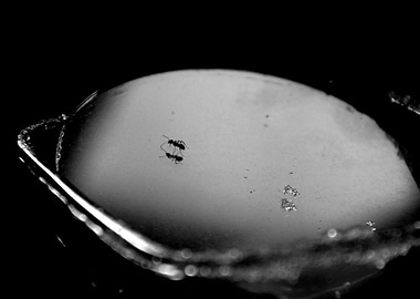 black and white life