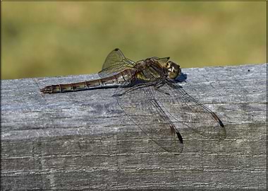 Dragonfly