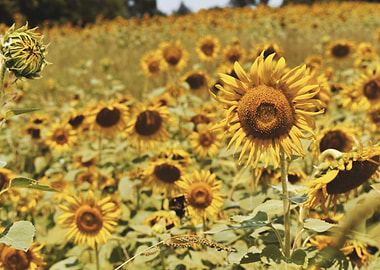 Sunflowers I