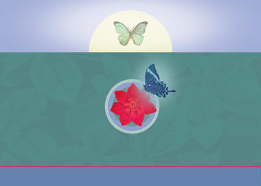 Butterflies & Red Flower