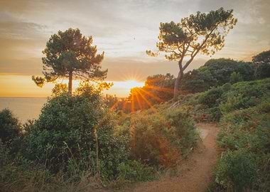 Star Between the Trees