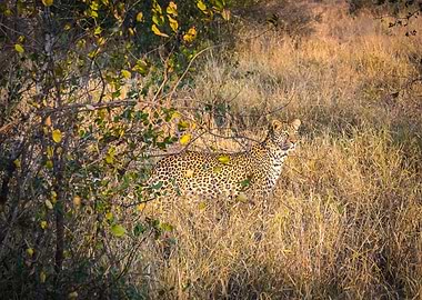 Wildlife in the wild