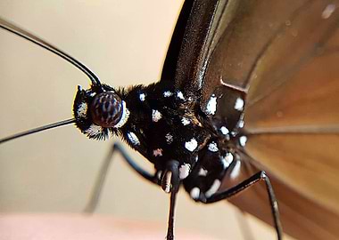 Macro Spotted Butterfly