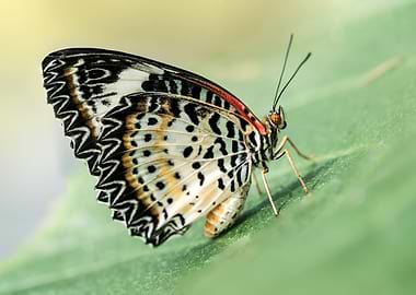 Pretty butterfly resting
