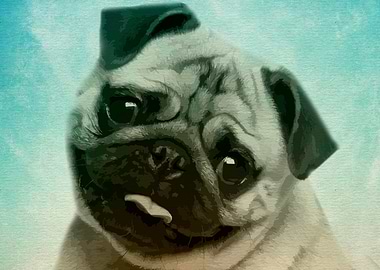 Pug Dog