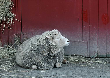 Hangin' at the Baaa-rn