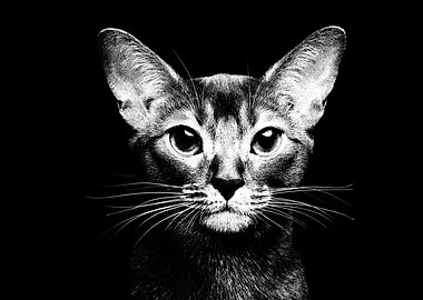 Abyssinian cat portrait