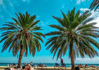 Palms in the beach