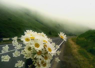 Dandelions find their road