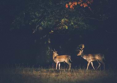 Walking Couple