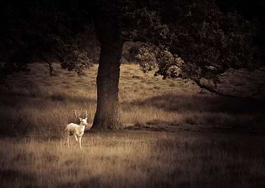 White Stag 2