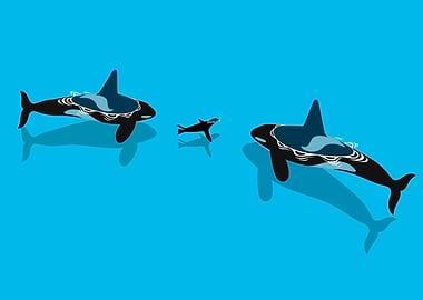 Killer whale hunting seals