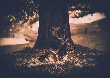 Resting Stag