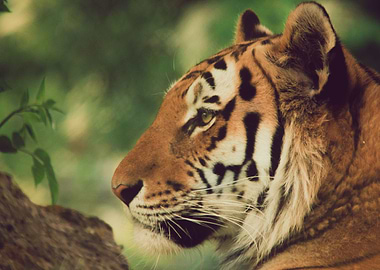 Gazing Tiger