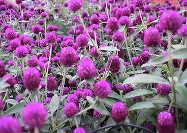 Purple flower background