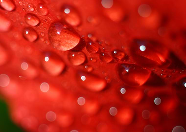 Dew on the scarlet petal
