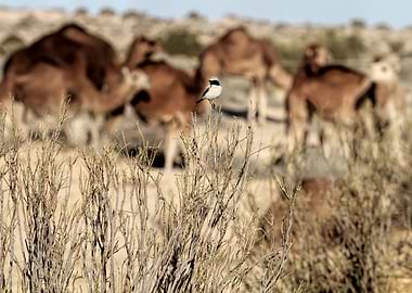 Le dΓ©sert tunisien