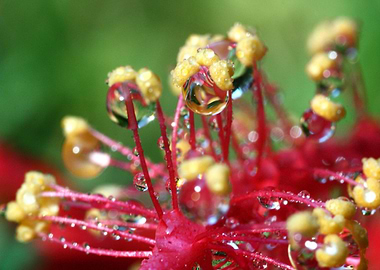 Hibiscus after rain, macro