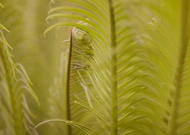 Tender palm leaves