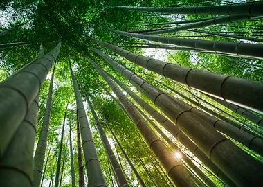 Green giants of Houkokuji