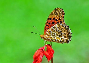 Butterfly2