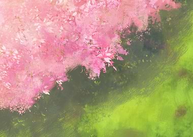 Cherry Blossom Bloom