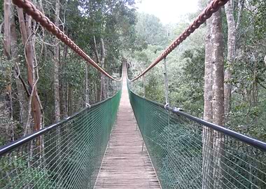Jungle bridge