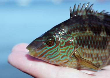 Wrasse Fish