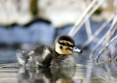 Duckling
