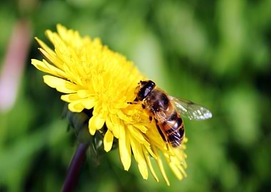 Bee on Dandelion
